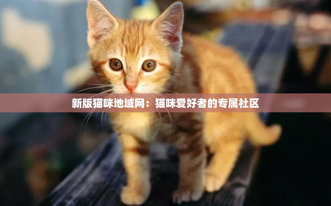 新版猫咪地域网：猫咪爱好者的专属社区