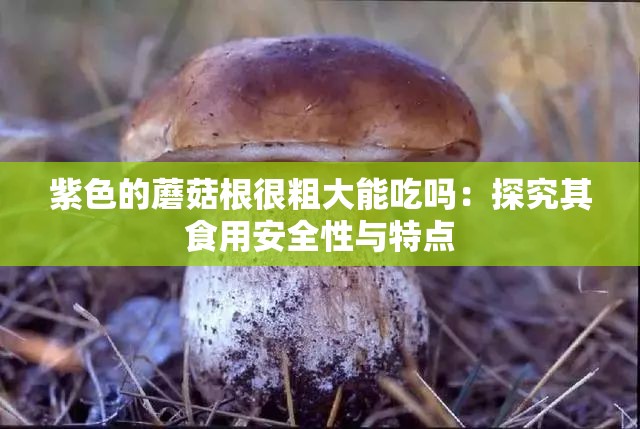 紫色的蘑菇根很粗大能吃吗：探究其食用安全性与特点