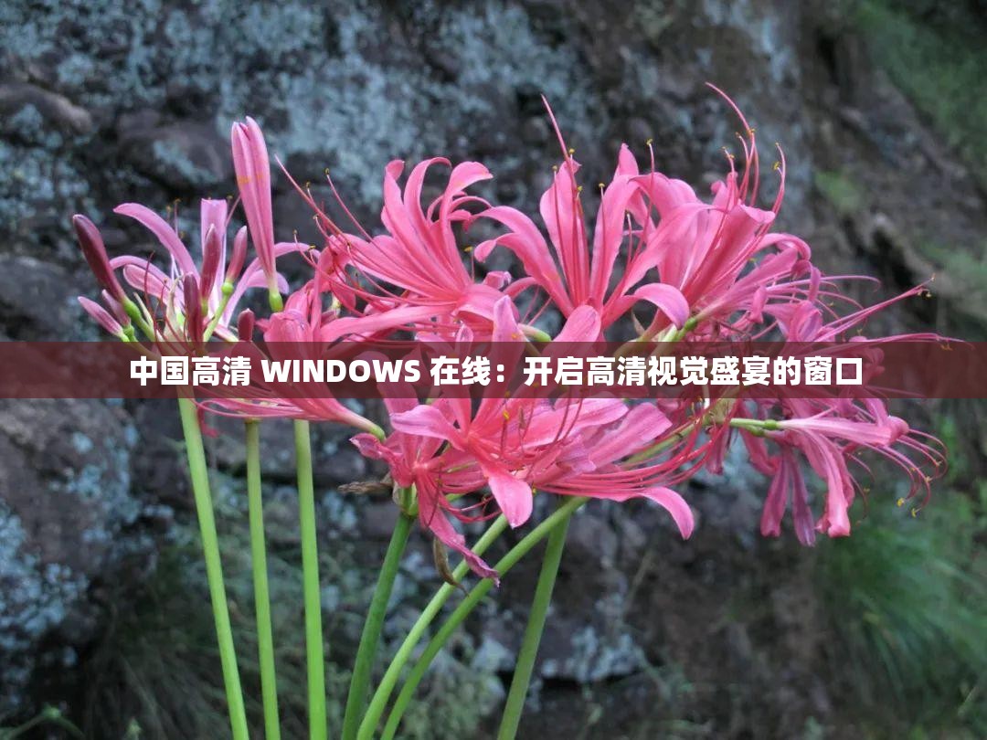 中国高清 WINDOWS 在线：开启高清视觉盛宴的窗口