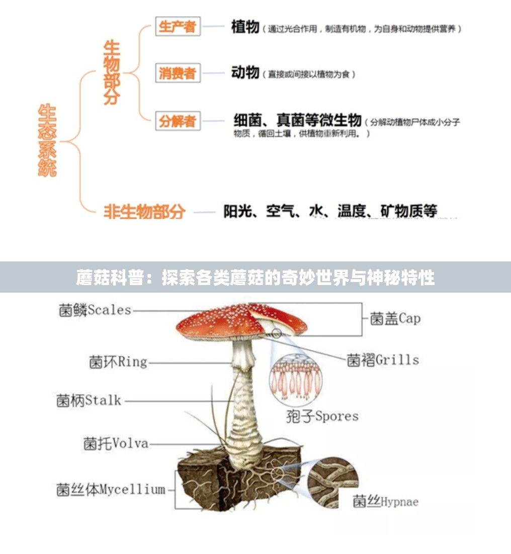 蘑菇科普：探索各类蘑菇的奇妙世界与神秘特性