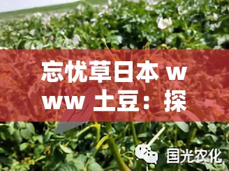 忘忧草日本 www 土豆：探寻别样精彩之旅