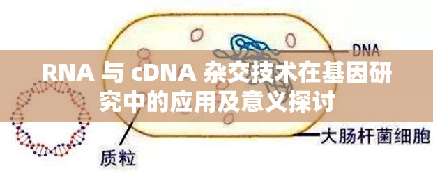 RNA 与 cDNA 杂交技术在基因研究中的应用及意义探讨