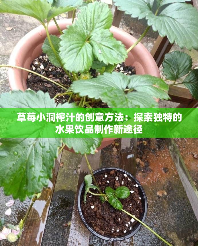 草莓小洞榨汁的创意方法：探索独特的水果饮品制作新途径