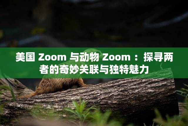 美国 Zoom 与动物 Zoom ：探寻两者的奇妙关联与独特魅力