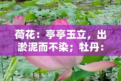 荷花：亭亭玉立，出淤泥而不染；牡丹：国色天香，花开动京城