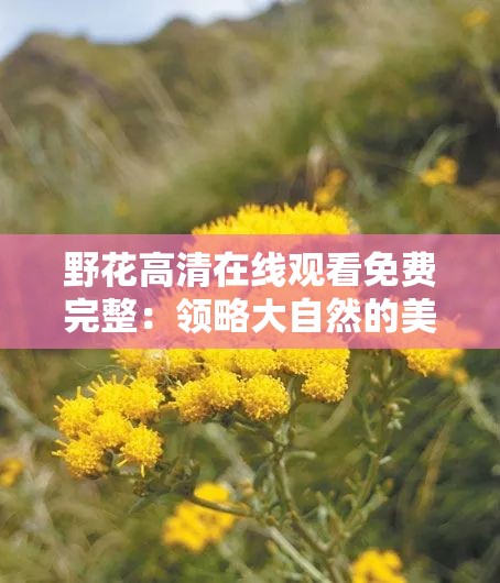 野花高清在线观看免费完整：领略大自然的美丽与神奇