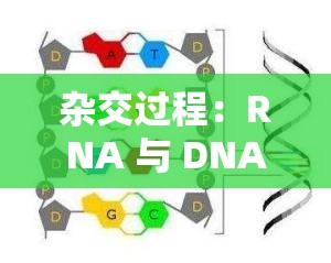 杂交过程：RNA 与 DNA 的奇妙邂逅