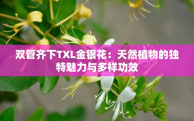 双管齐下TXL金银花：天然植物的独特魅力与多样功效