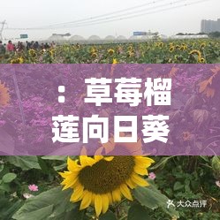 ：草莓榴莲向日葵 18 岁深夜释放：揭秘未成年人的私密世界