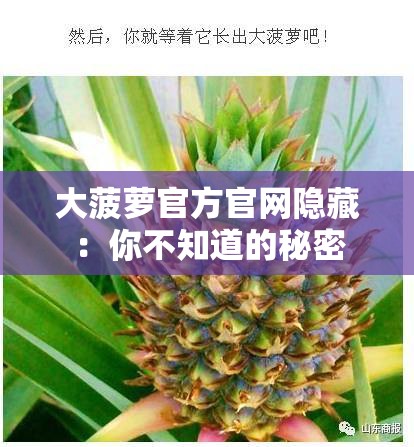 大菠萝官方官网隐藏：你不知道的秘密