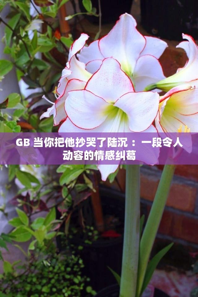 GB 当你把他抄哭了陆沉 ：一段令人动容的情感纠葛