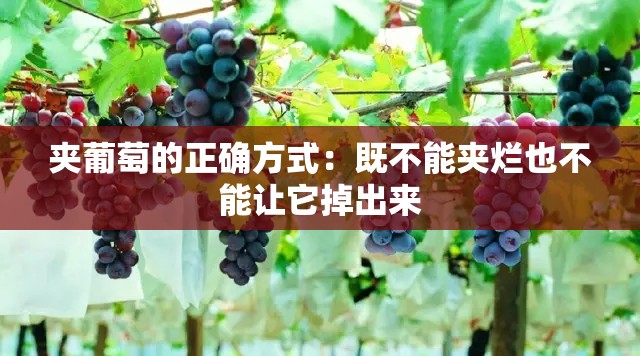 夹葡萄的正确方式：既不能夹烂也不能让它掉出来