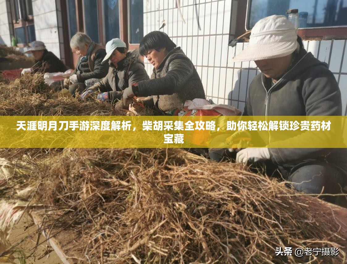 天涯明月刀手游深度解析，柴胡采集全攻略，助你轻松解锁珍贵药材宝藏