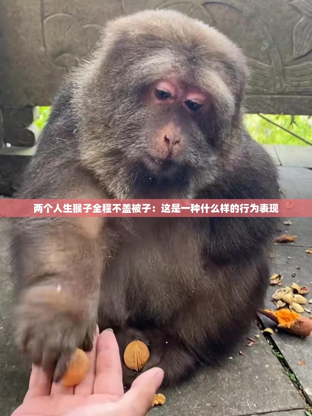 两个人生猴子全程不盖被子：这是一种什么样的行为表现