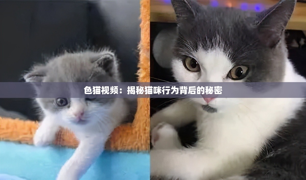 色猫视频：揭秘猫咪行为背后的秘密