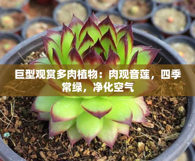 巨型观赏多肉植物：肉观音莲，四季常绿，净化空气