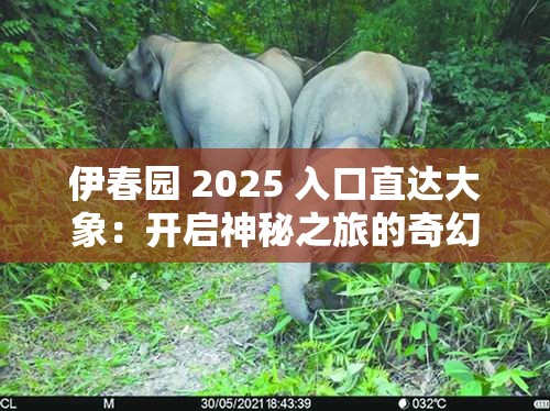 伊春园 2025 入口直达大象：开启神秘之旅的奇幻通道