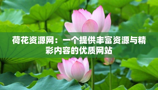 荷花资源网：一个提供丰富资源与精彩内容的优质网站