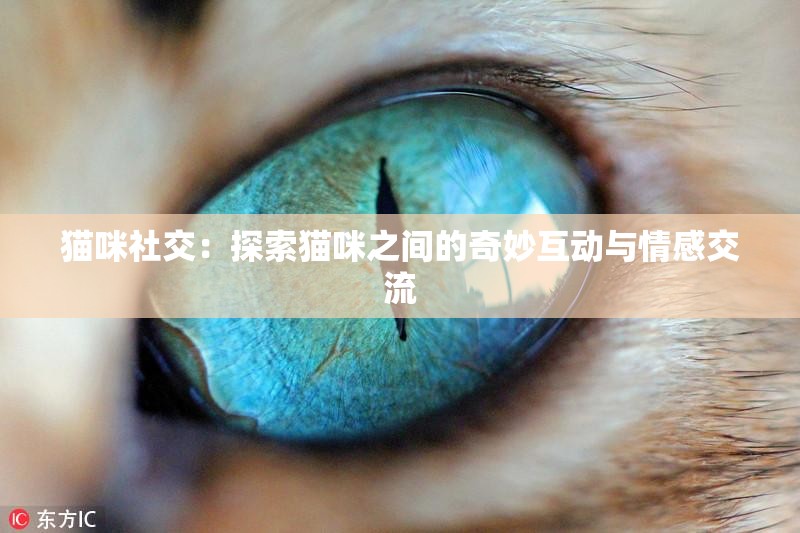 猫咪社交：探索猫咪之间的奇妙互动与情感交流