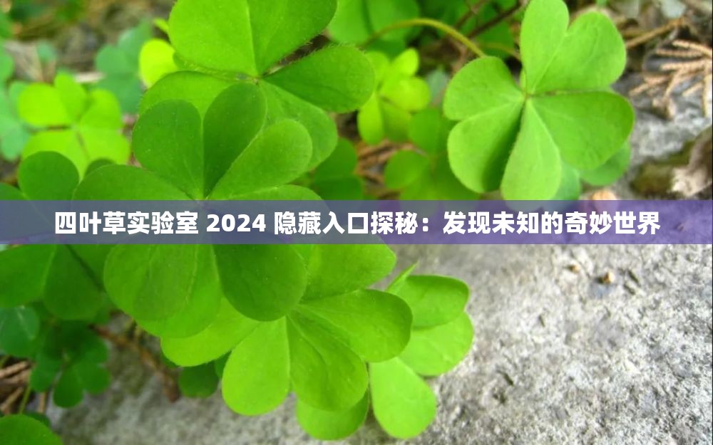 四叶草实验室 2024 隐藏入口探秘：发现未知的奇妙世界