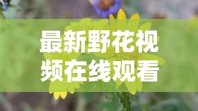 最新野花视频在线观看完整版精彩呈现