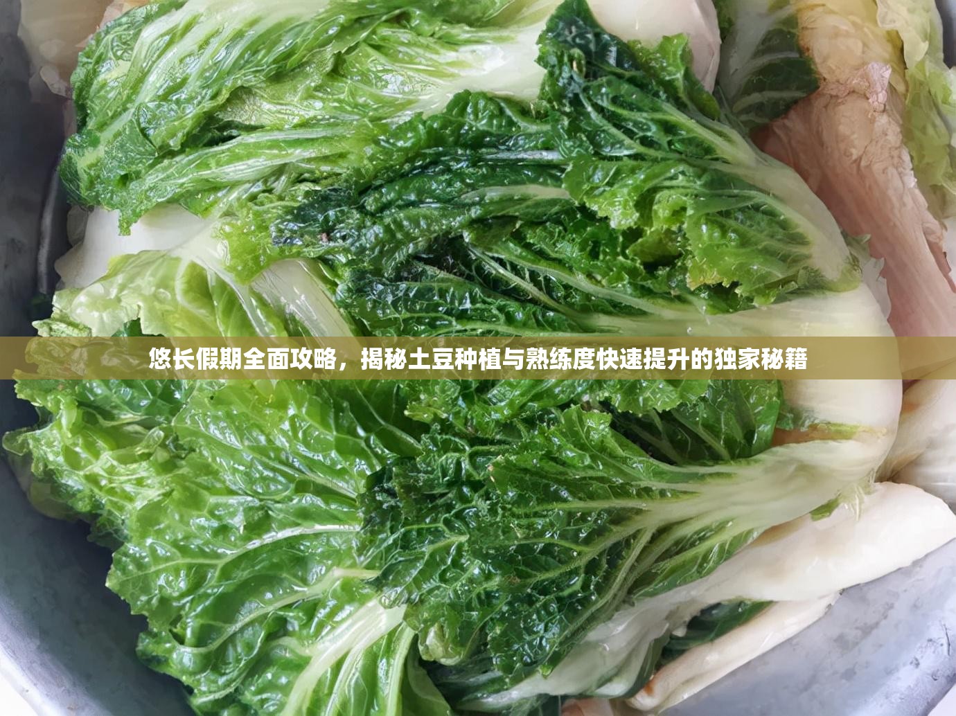 悠长假期全面攻略，揭秘土豆种植与熟练度快速提升的独家秘籍