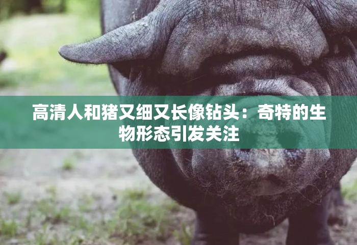 高清人和猪又细又长像钻头：奇特的生物形态引发关注