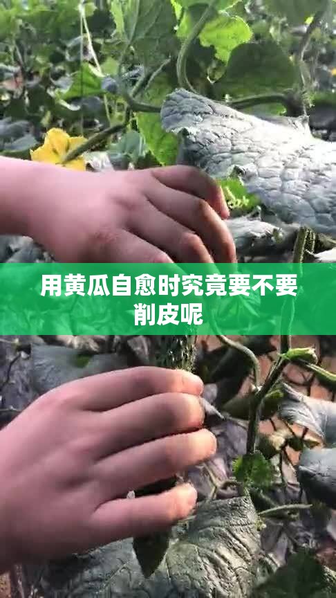 用黄瓜自愈时究竟要不要削皮呢