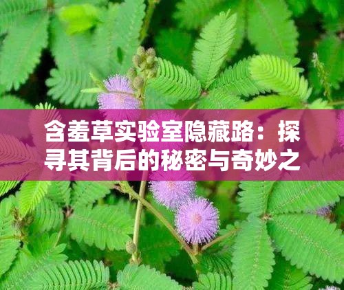 含羞草实验室隐藏路：探寻其背后的秘密与奇妙之处