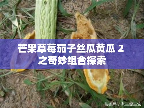 芒果草莓茄子丝瓜黄瓜 2 之奇妙组合探索