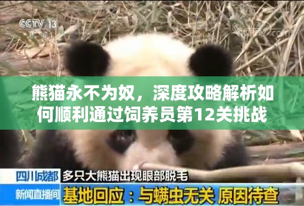 熊猫永不为奴，深度攻略解析如何顺利通过饲养员第12关挑战