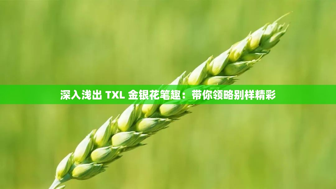 深入浅出 TXL 金银花笔趣：带你领略别样精彩