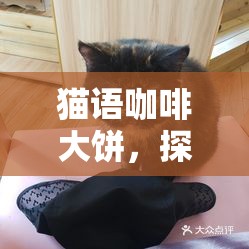 猫语咖啡大饼，探索萌宠互动与美食享受的双重盛宴，全面解锁技能攻略指南