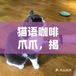 猫语咖啡爪爪，揭秘傲娇小猫的神秘预知能力，探索喵星人未解之谜