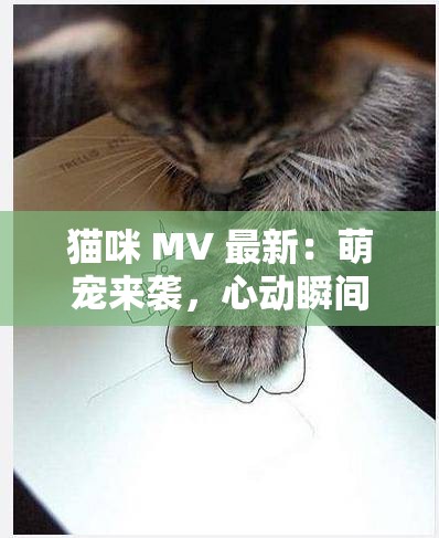 猫咪 MV 最新：萌宠来袭，心动瞬间