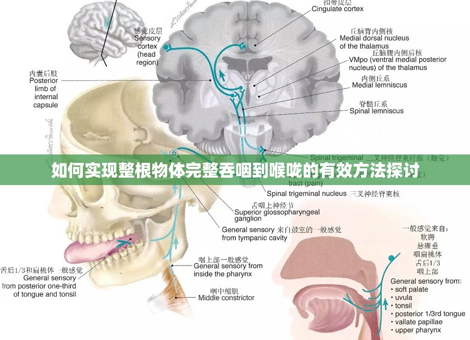 如何实现整根物体完整吞咽到喉咙的有效方法探讨