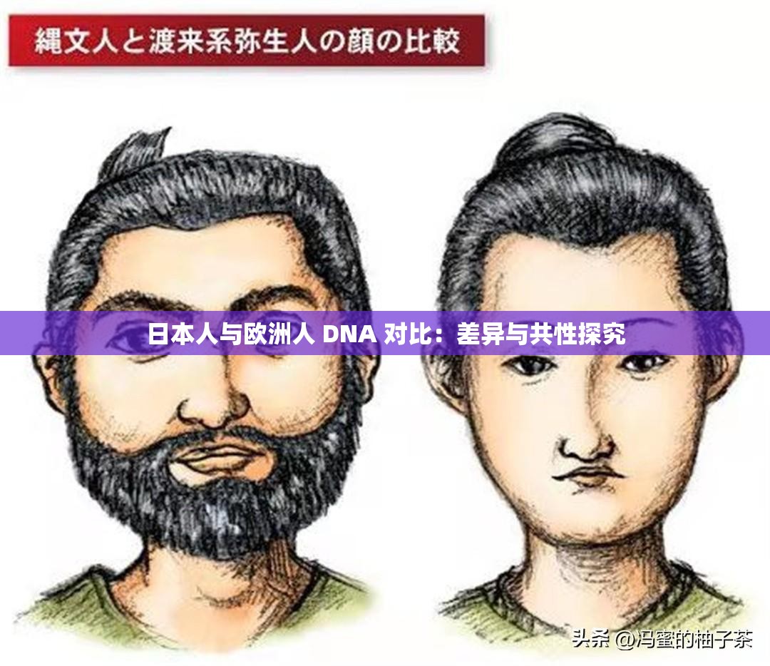 日本人与欧洲人 DNA 对比：差异与共性探究