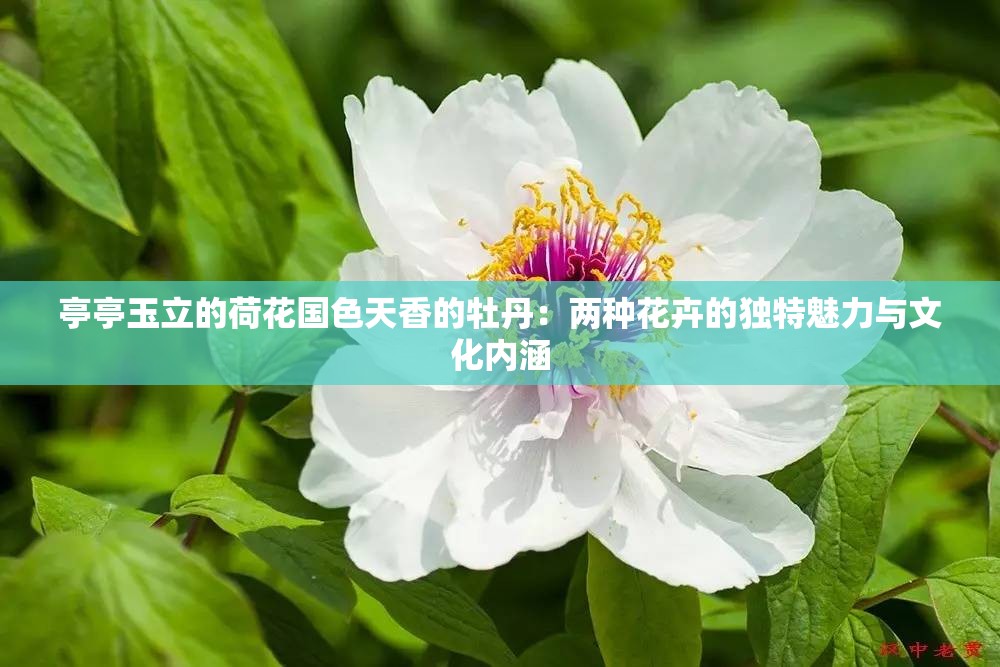 亭亭玉立的荷花国色天香的牡丹：两种花卉的独特魅力与文化内涵