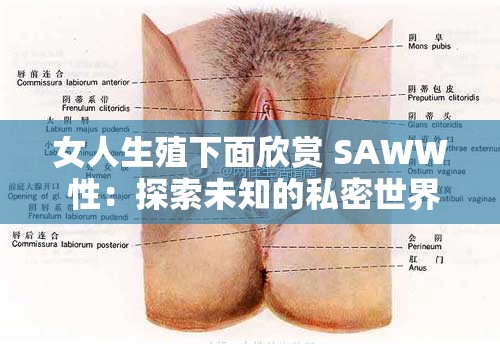 女人生殖下面欣赏 SAWW 性：探索未知的私密世界