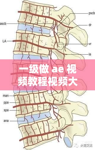 一级做 ae 视频教程视频大全：涵盖全面详细步骤与技巧讲解