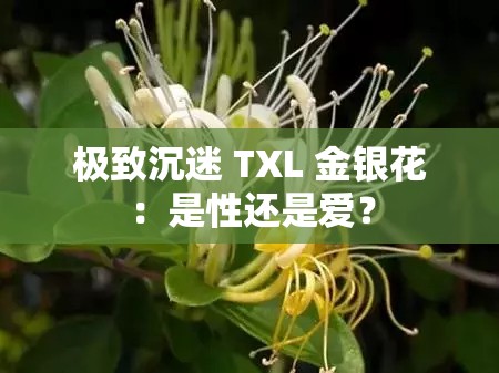 极致沉迷 TXL 金银花：是性还是爱？