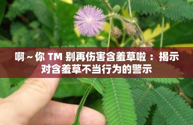 啊～你 TM 别再伤害含羞草啦 ：揭示对含羞草不当行为的警示