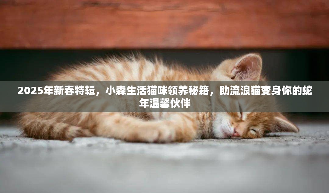 2025年新春特辑，小森生活猫咪领养秘籍，助流浪猫变身你的蛇年温馨伙伴