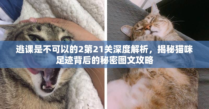 逃课是不可以的2第21关深度解析，揭秘猫咪足迹背后的秘密图文攻略