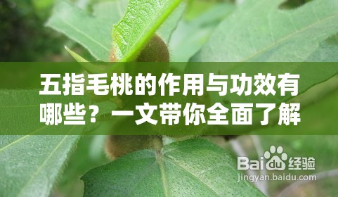 五指毛桃的作用与功效有哪些？一文带你全面了解五指毛桃