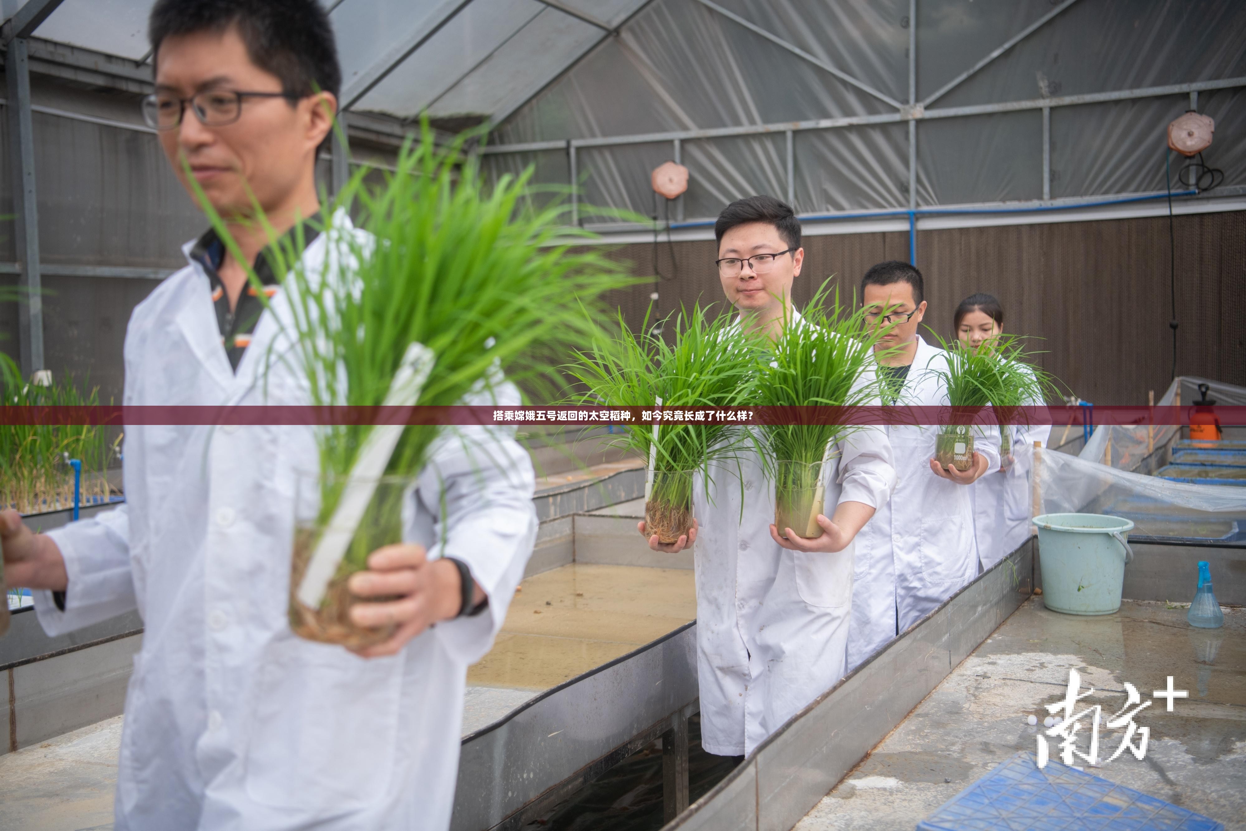 搭乘嫦娥五号返回的太空稻种，如今究竟长成了什么样？