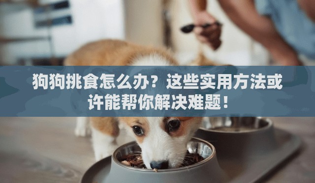 狗狗挑食怎么办？这些实用方法或许能帮你解决难题！