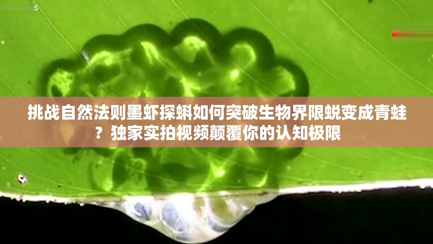 挑战自然法则墨虾探蝌如何突破生物界限蜕变成青蛙？独家实拍视频颠覆你的认知极限